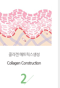 ݶ Ʈ (Collagen Construction)