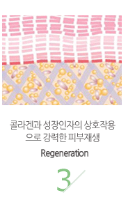 ݶհ  ȣۿ  Ǻ(Regeneration)